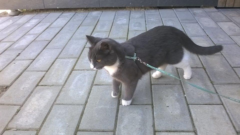 Huskat Tøsen billede 26