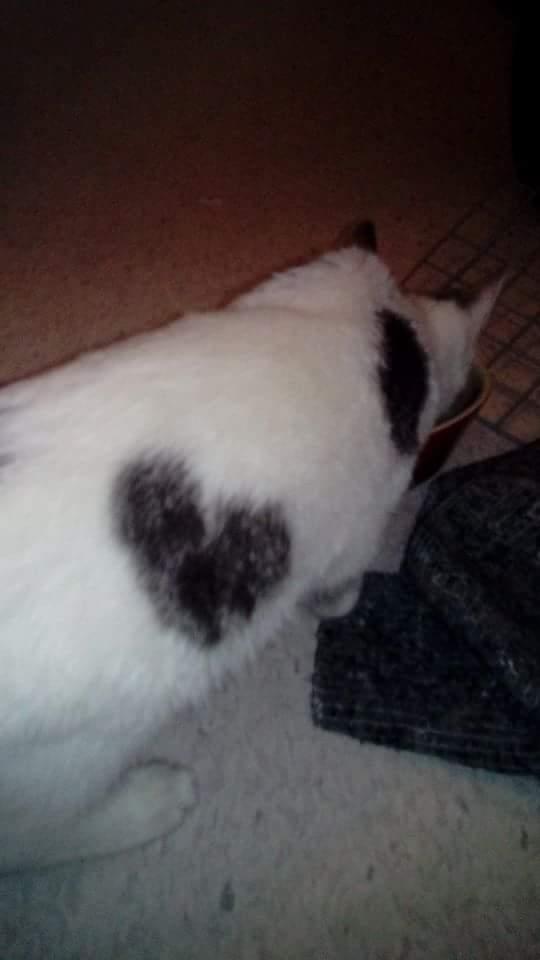 Huskat Angel  billede 7