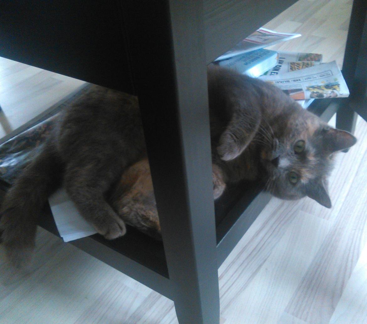 Huskat Maya billede 8