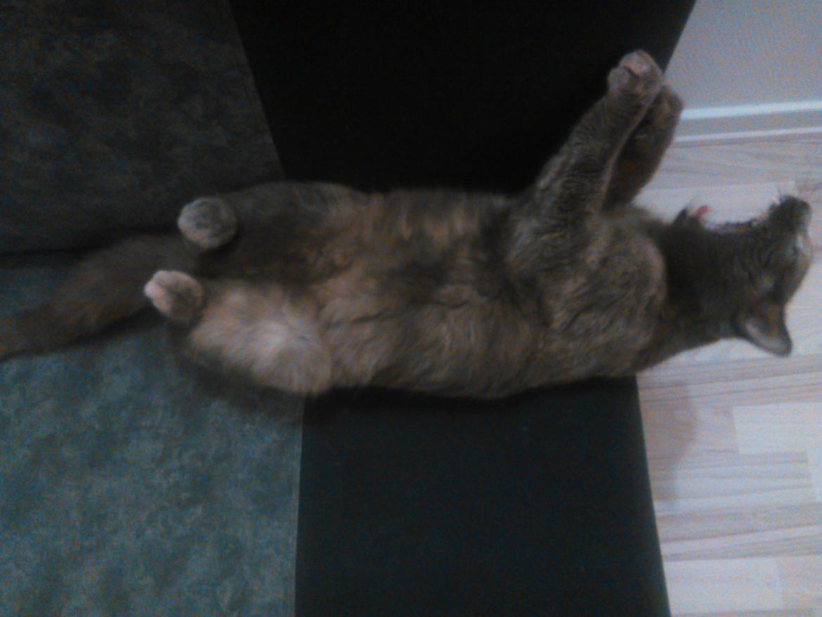 Huskat Maya billede 9
