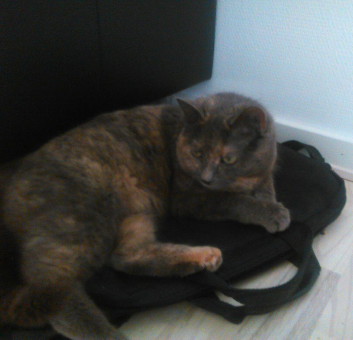 Huskat Maya billede 10
