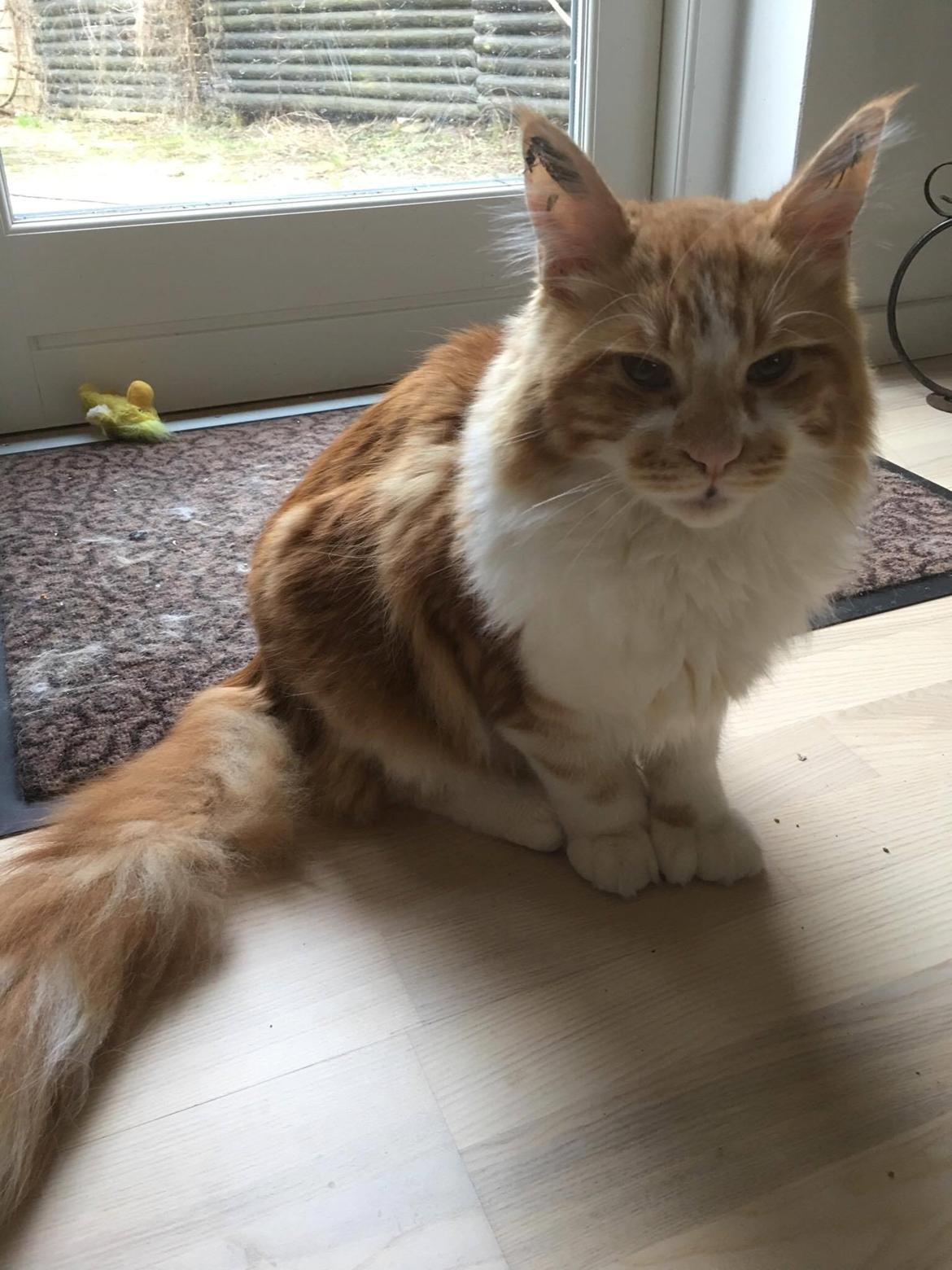 Maine Coon Aslan billede 3