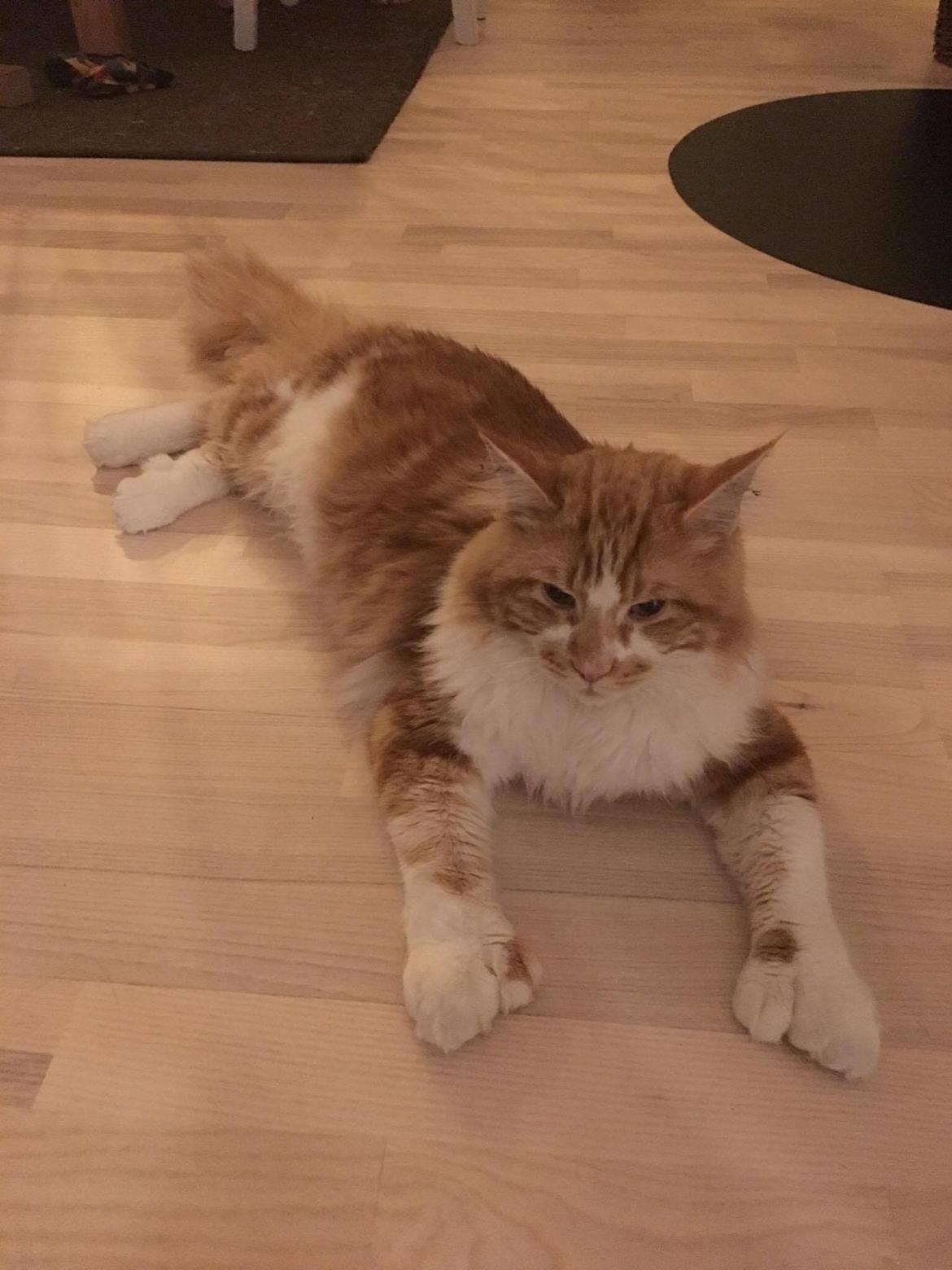 Maine Coon Aslan billede 2