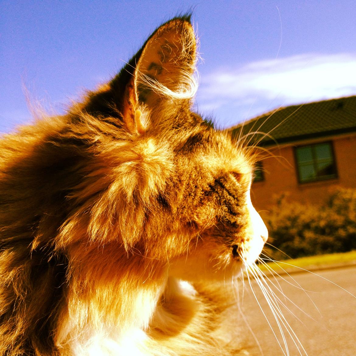 Maine Coon Ofelia (Offe) - Velkommen til Ofelias profil billede 1