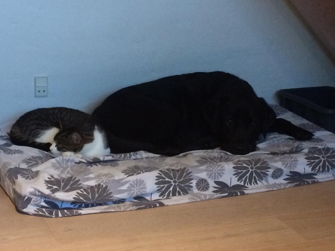 Huskat Villy billede 15