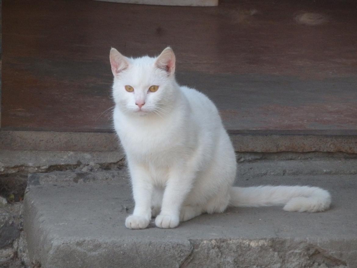 Huskat Snebold billede 9