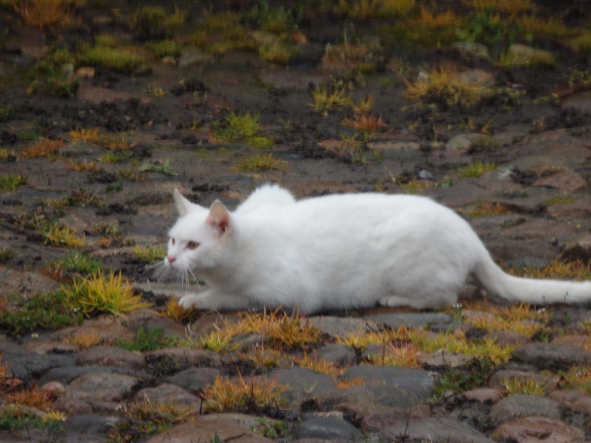 Huskat Snebold billede 11