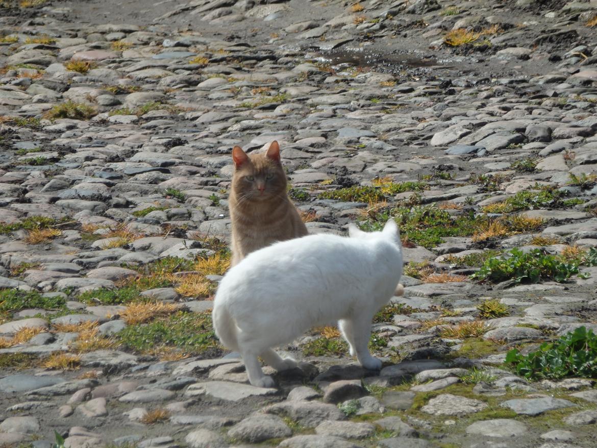Huskat Snebold billede 13