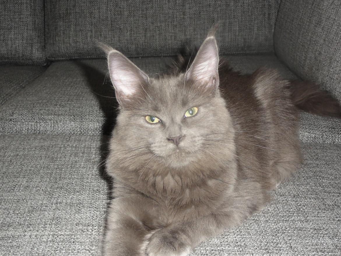 Maine Coon Blackangel's Magby billede 14