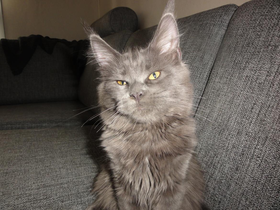 Maine Coon Blackangel's Cleffa billede 4