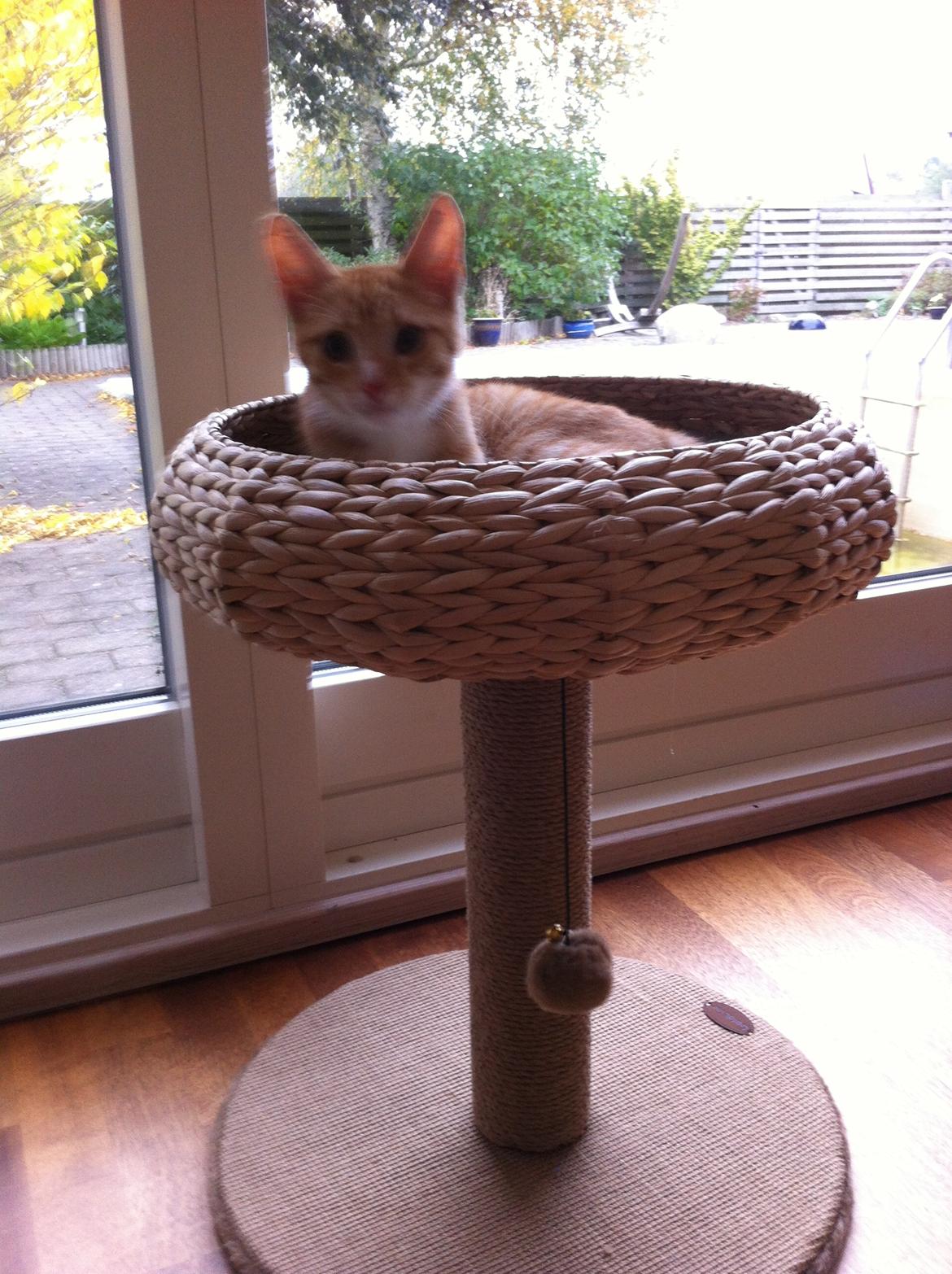 Huskat Alex - Lige hjemkommet fra Brande Internat billede 1