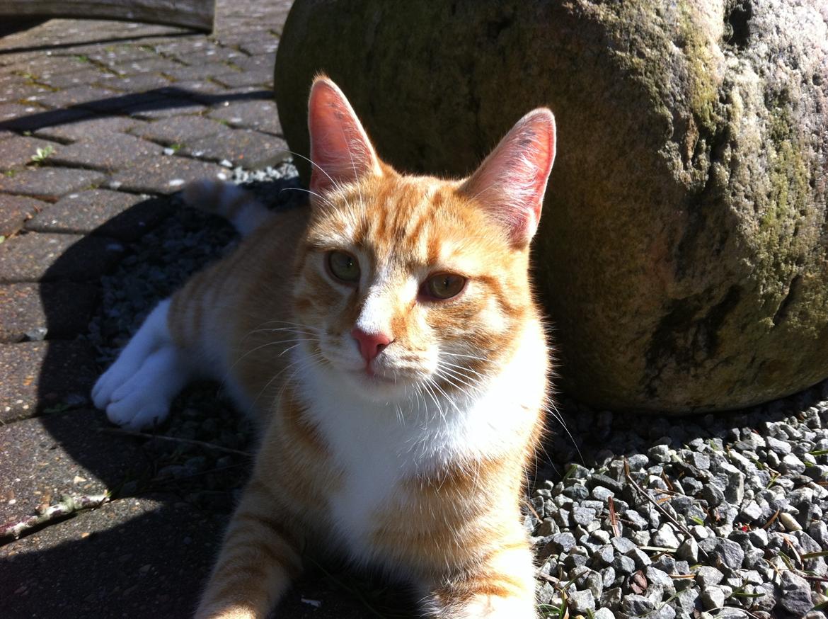 Huskat Alex - Nyder solen i haven billede 3