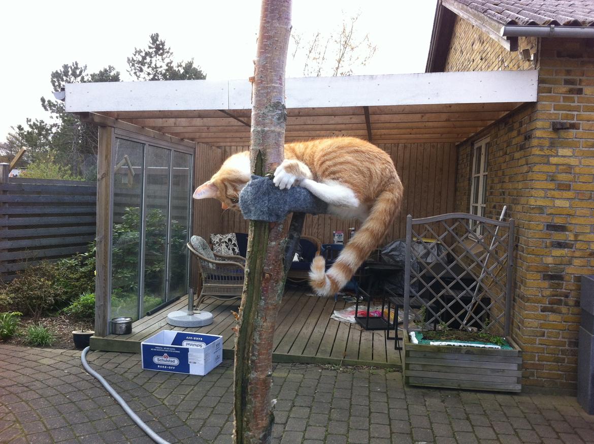 Huskat Alex - Numsen er blevet lidt for stor til platformen billede 4