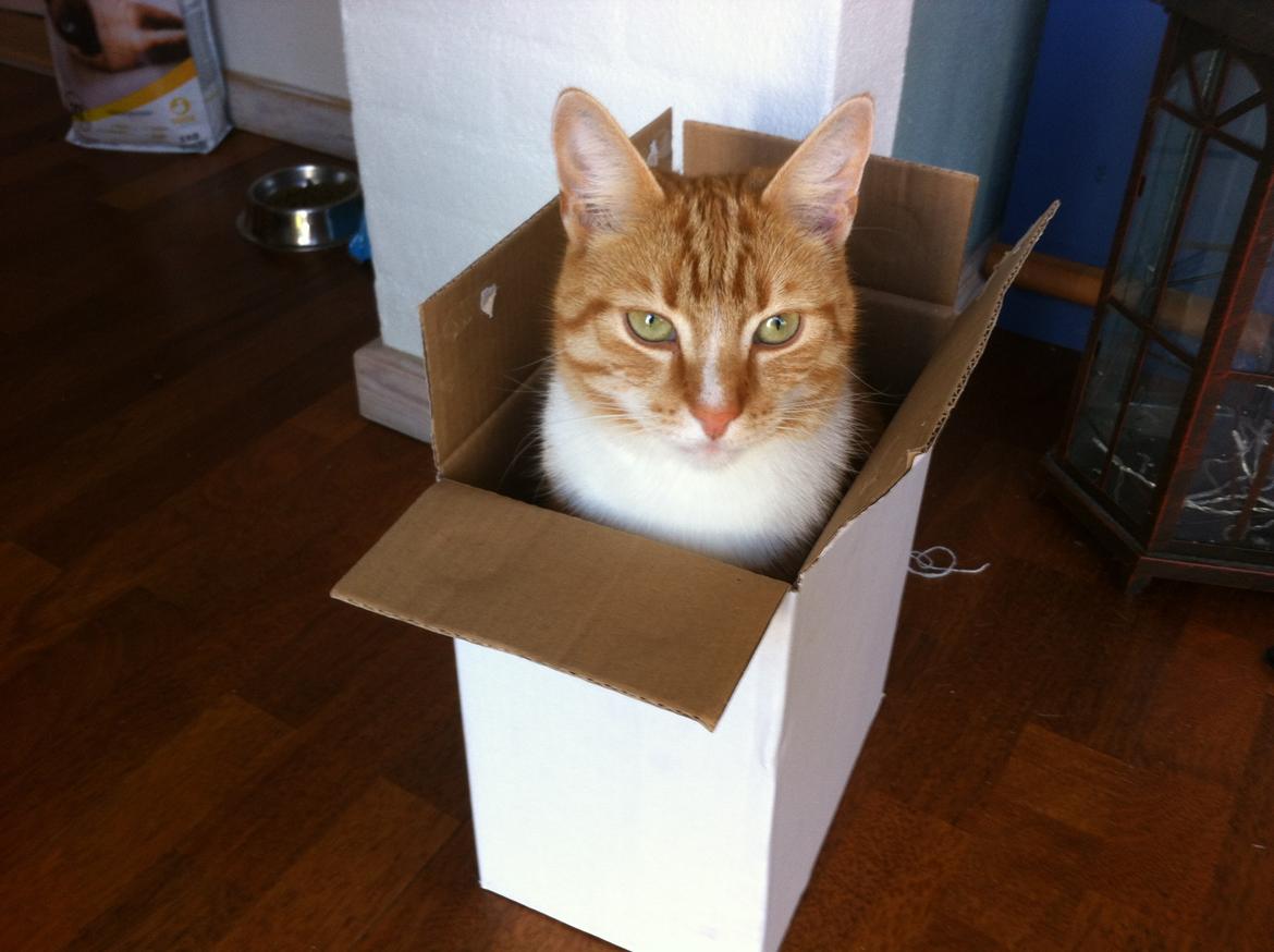 Huskat Alex - Elsker kasser billede 6