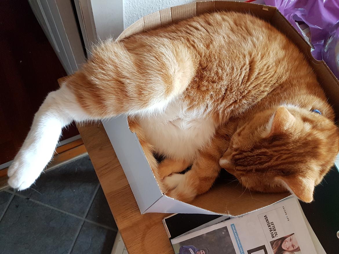 Huskat Alex - Den her kasser passer perfekt til mig billede 8