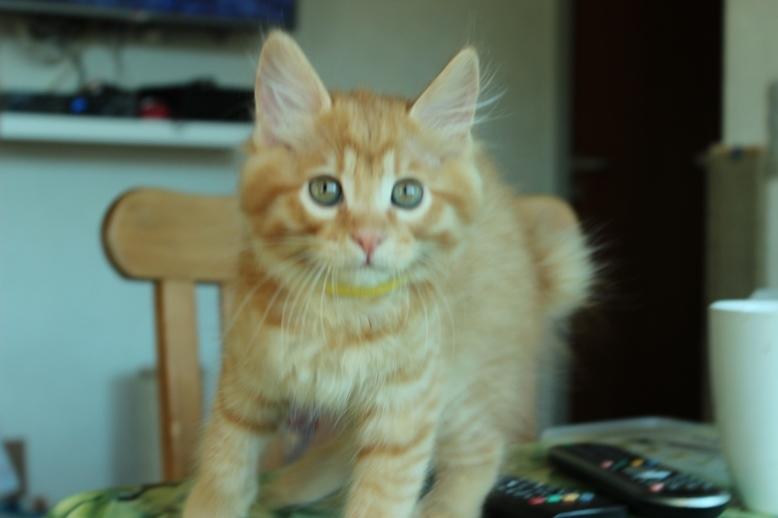 Kurilean Bobtail GIP. DK KorZhik's G. Mac Arthur billede 8