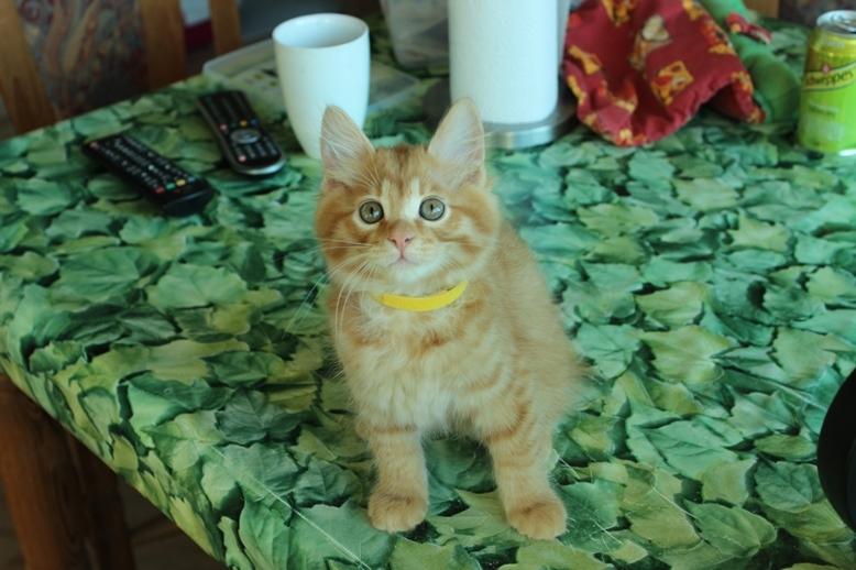 Kurilean Bobtail GIP. DK KorZhik's G. Mac Arthur billede 7