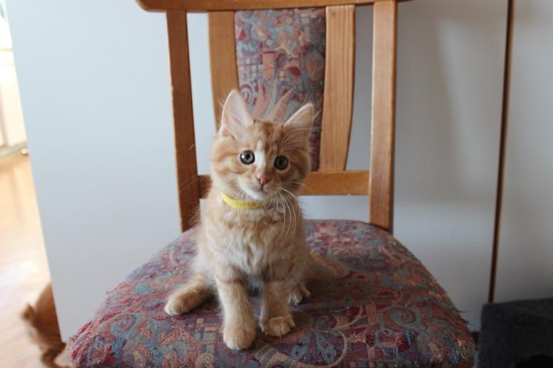 Kurilean Bobtail GIP. DK KorZhik's G. Mac Arthur billede 9