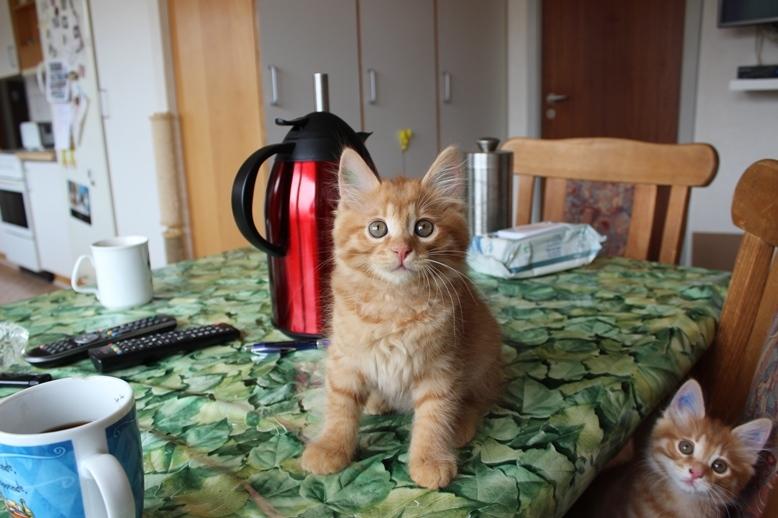 Kurilean Bobtail GIP. DK KorZhik's G. Mac Arthur billede 10