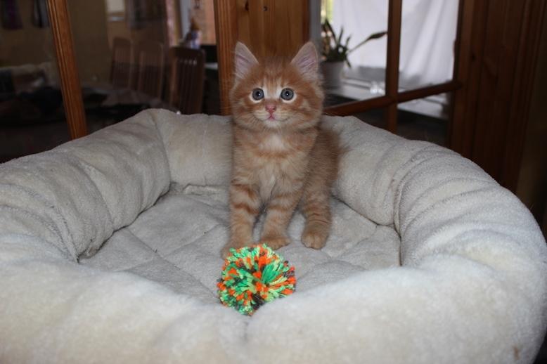Kurilean Bobtail GIP. DK KorZhik's G. Mac Arthur billede 11