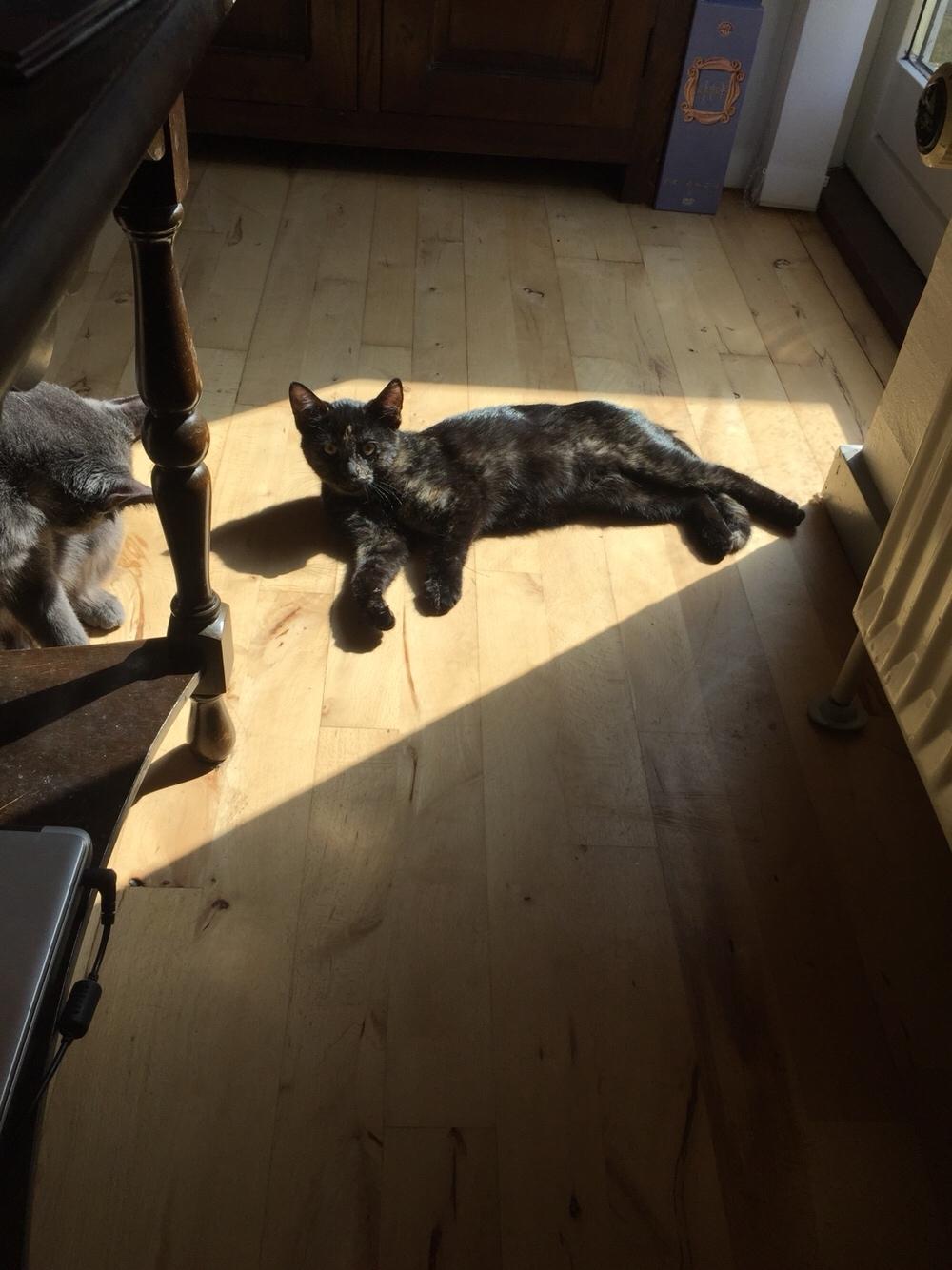 Huskat Baskerleed (Meleret) billede 1