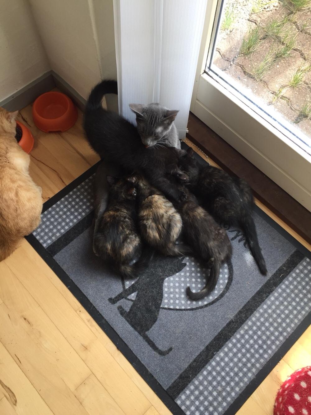 Huskat Baskerleed (Meleret) billede 8