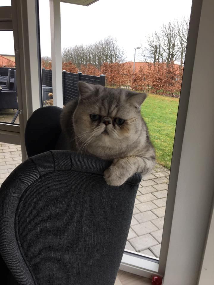 Exotic Kevin billede 2