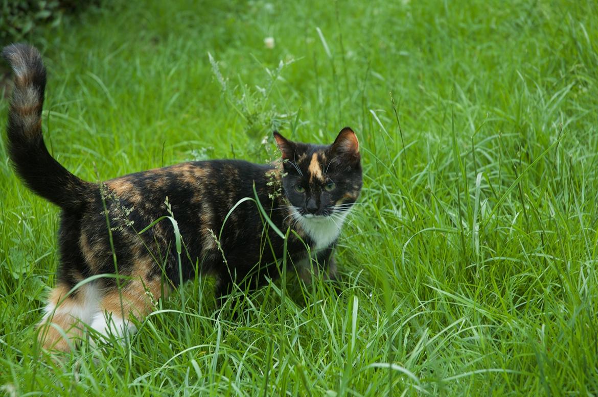 Huskat ninja billede 5