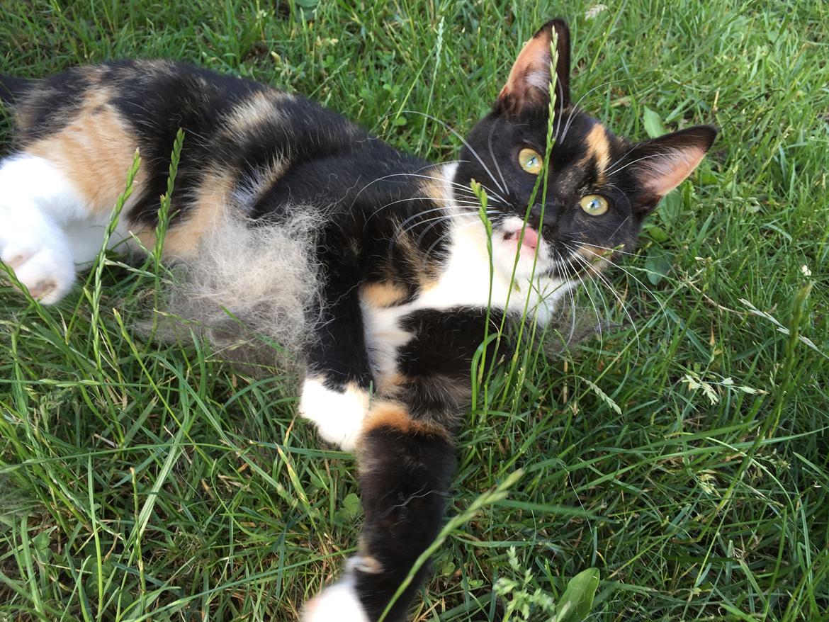 Huskat ninja billede 2