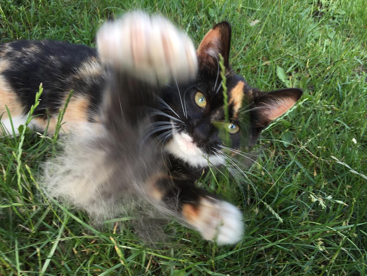 Huskat ninja billede 4