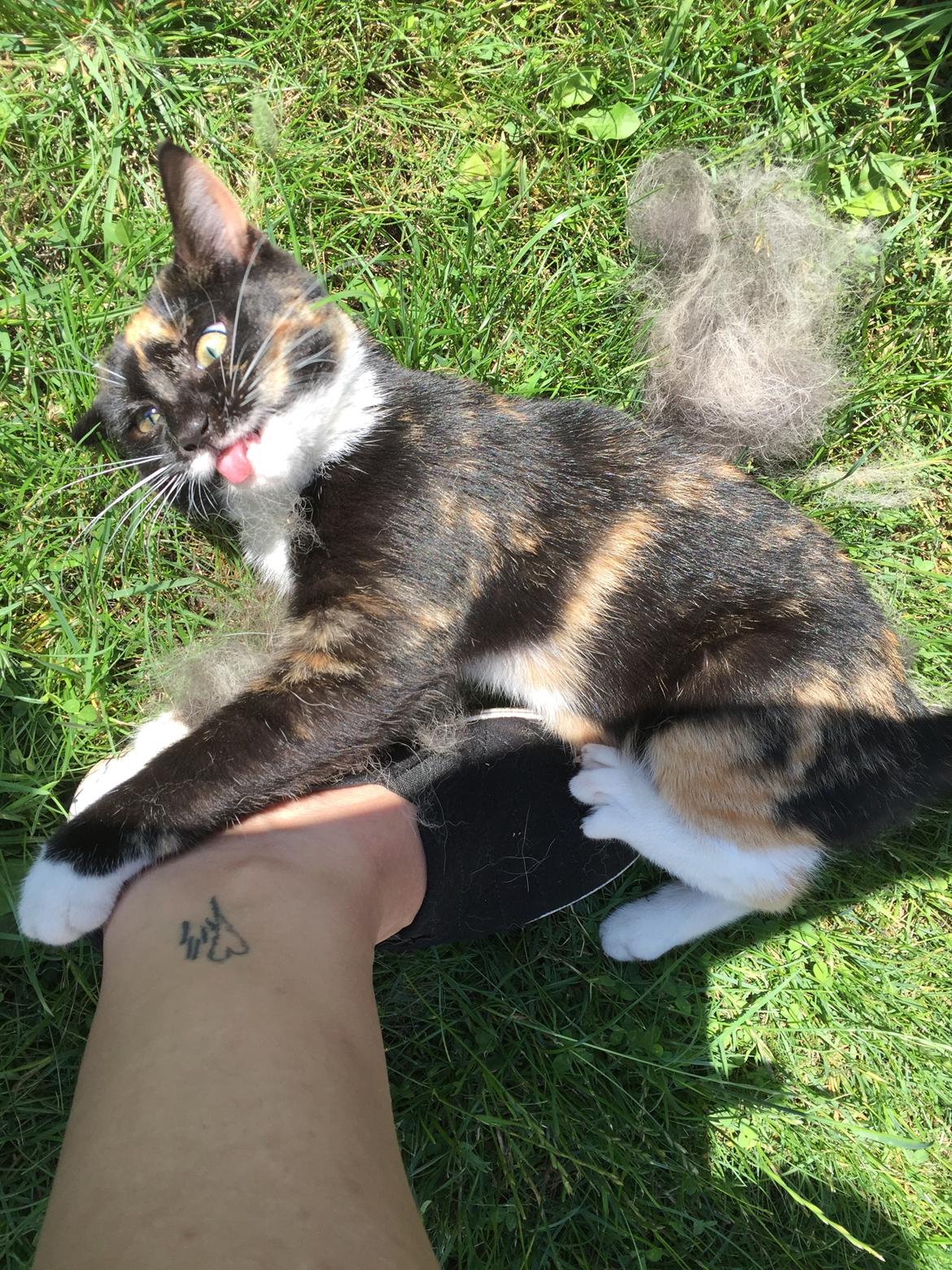 Huskat ninja billede 6