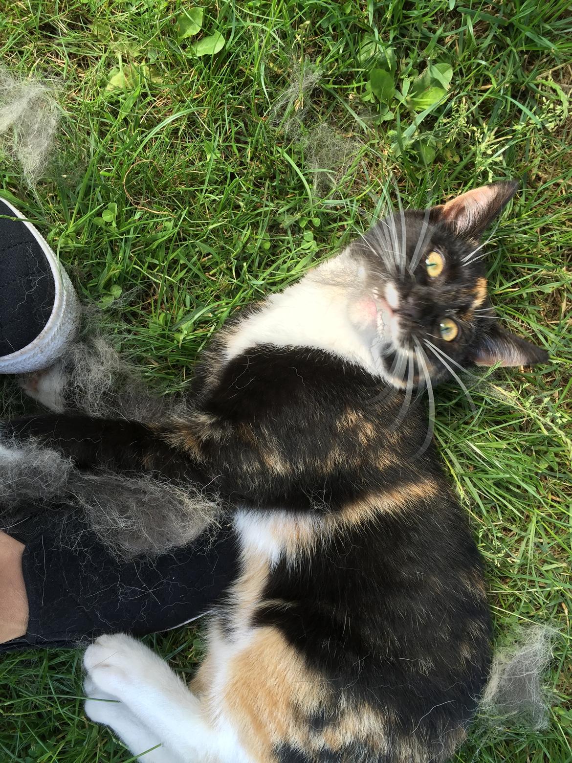 Huskat ninja billede 1