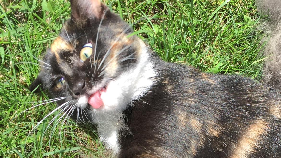 Huskat ninja billede 3