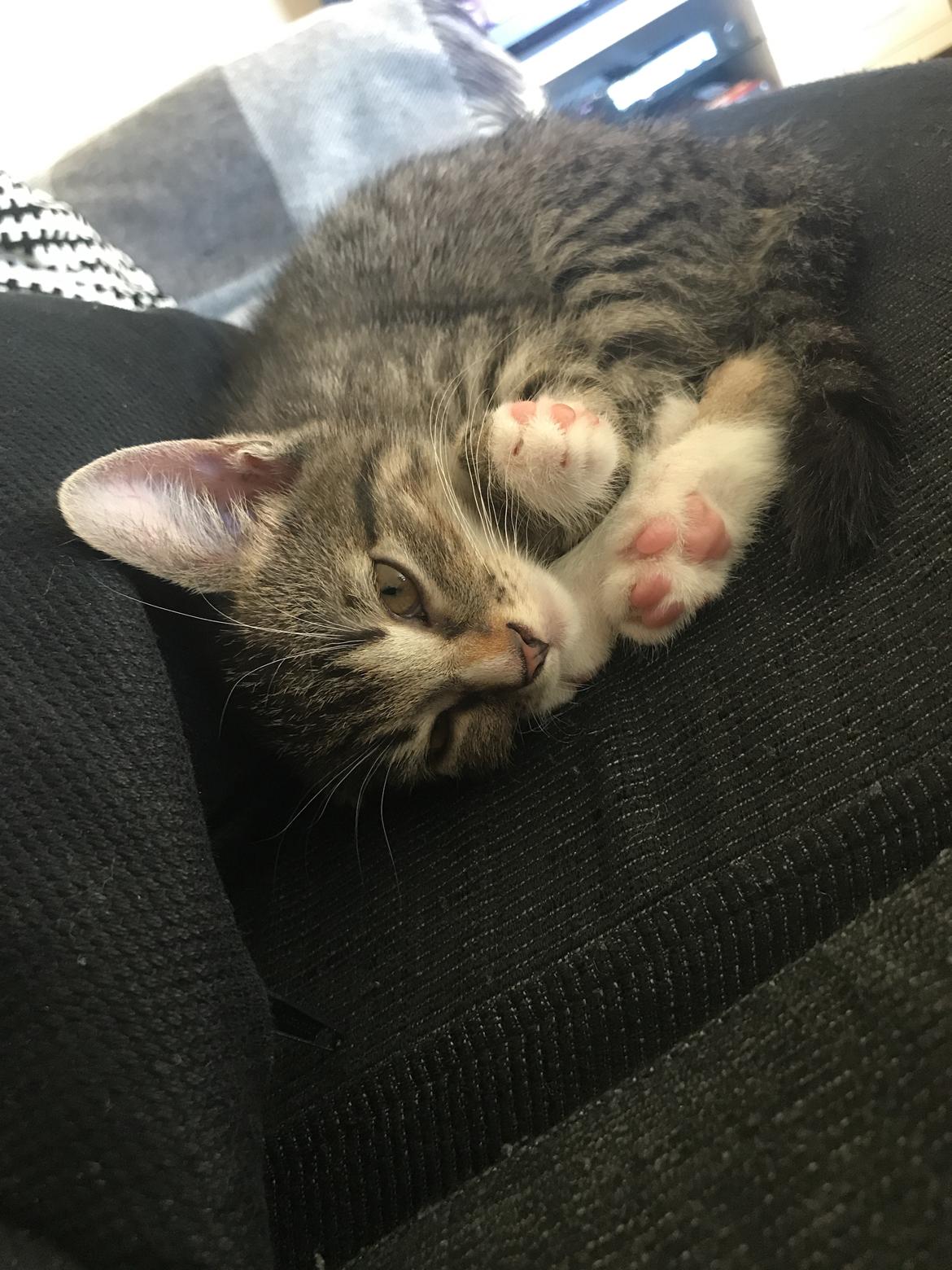 Huskat Lucca billede 2