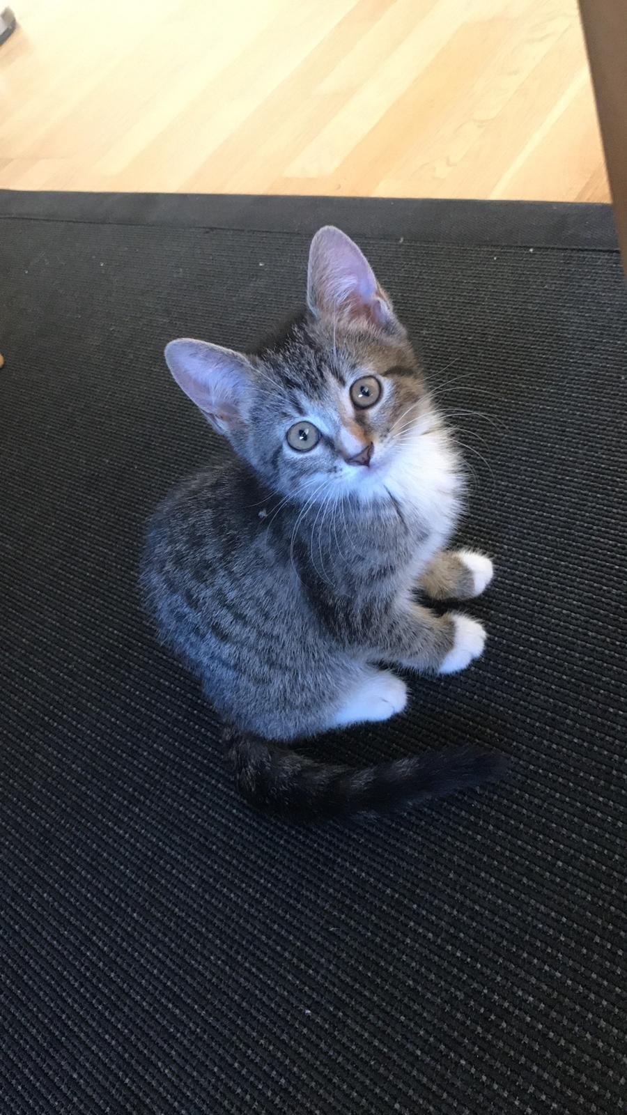 Huskat Lucca billede 1