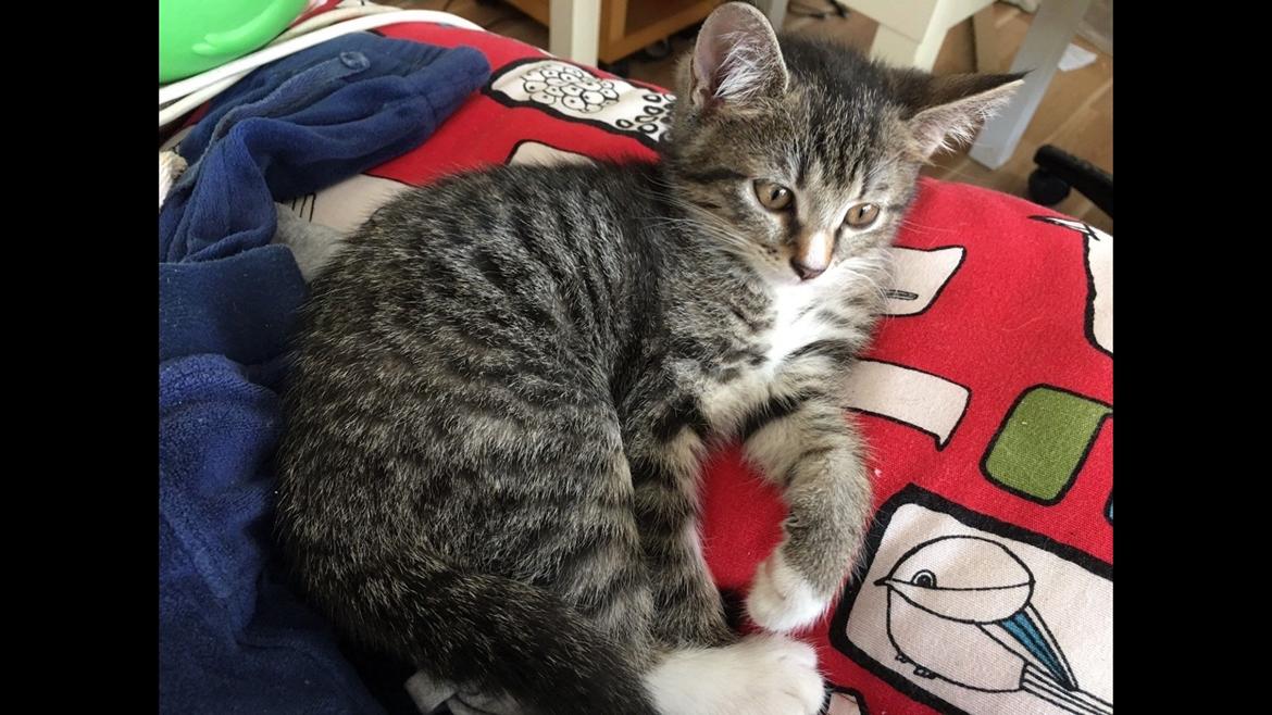 Huskat Lucca billede 4