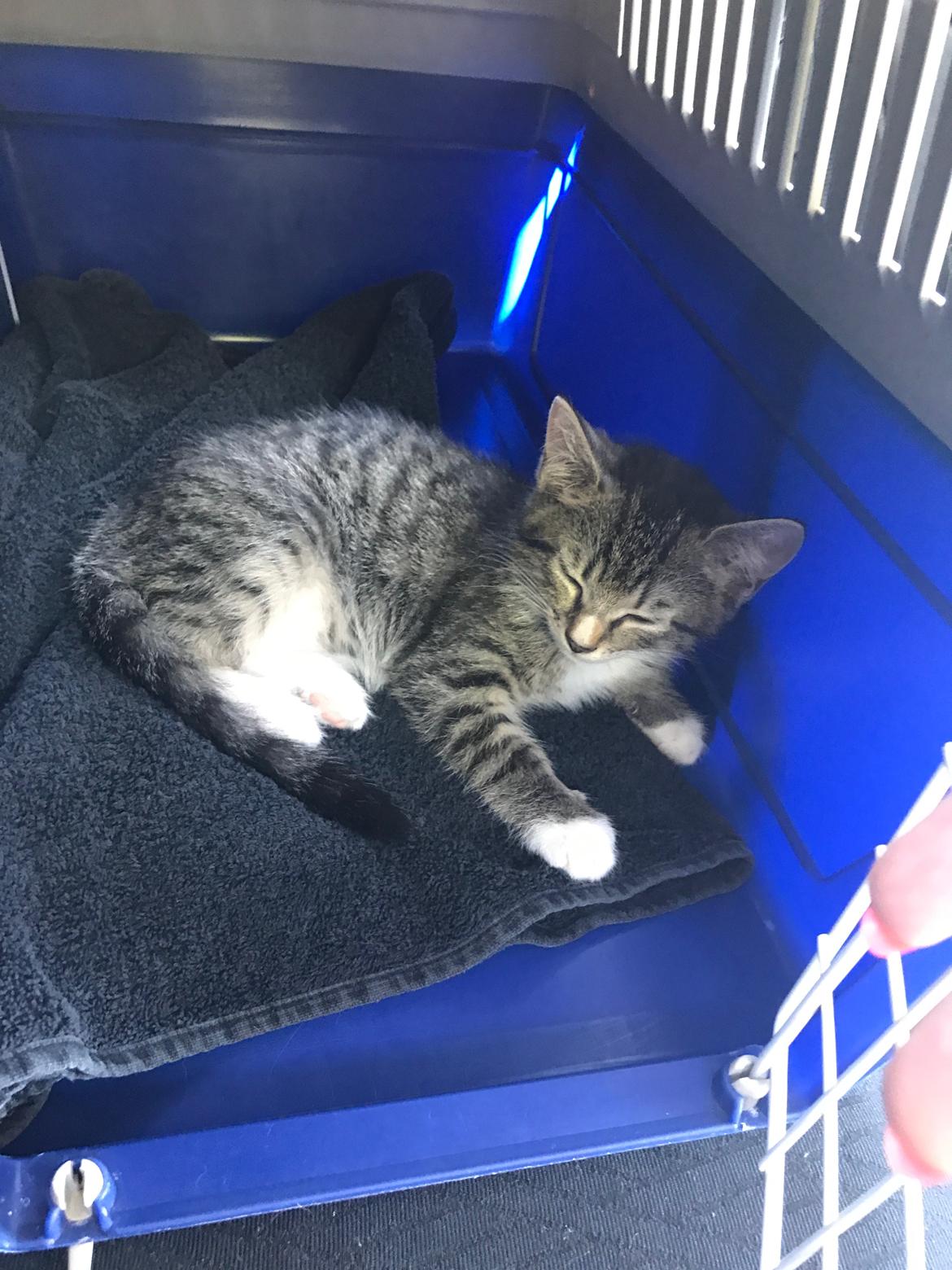 Huskat Lucca billede 5