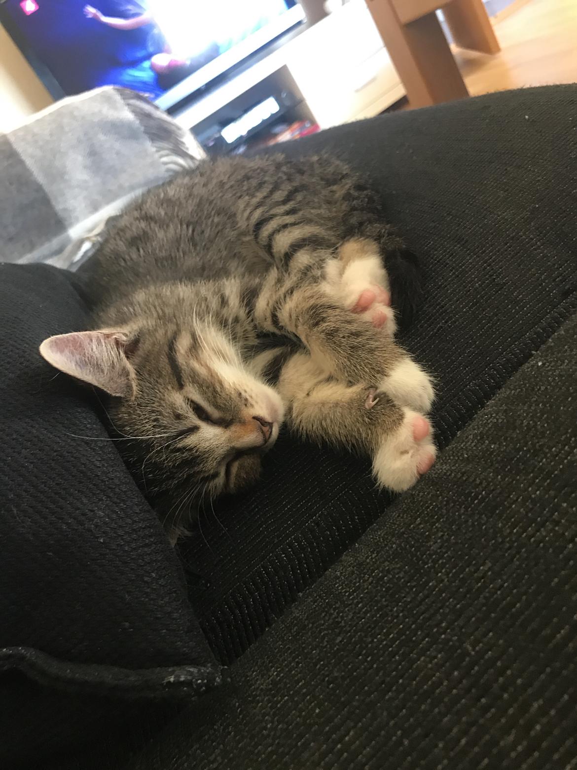 Huskat Lucca billede 3