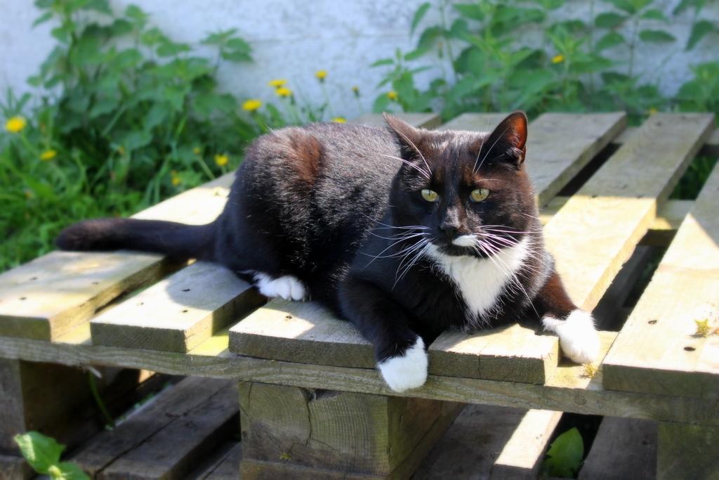 Huskat Gilbert billede 17