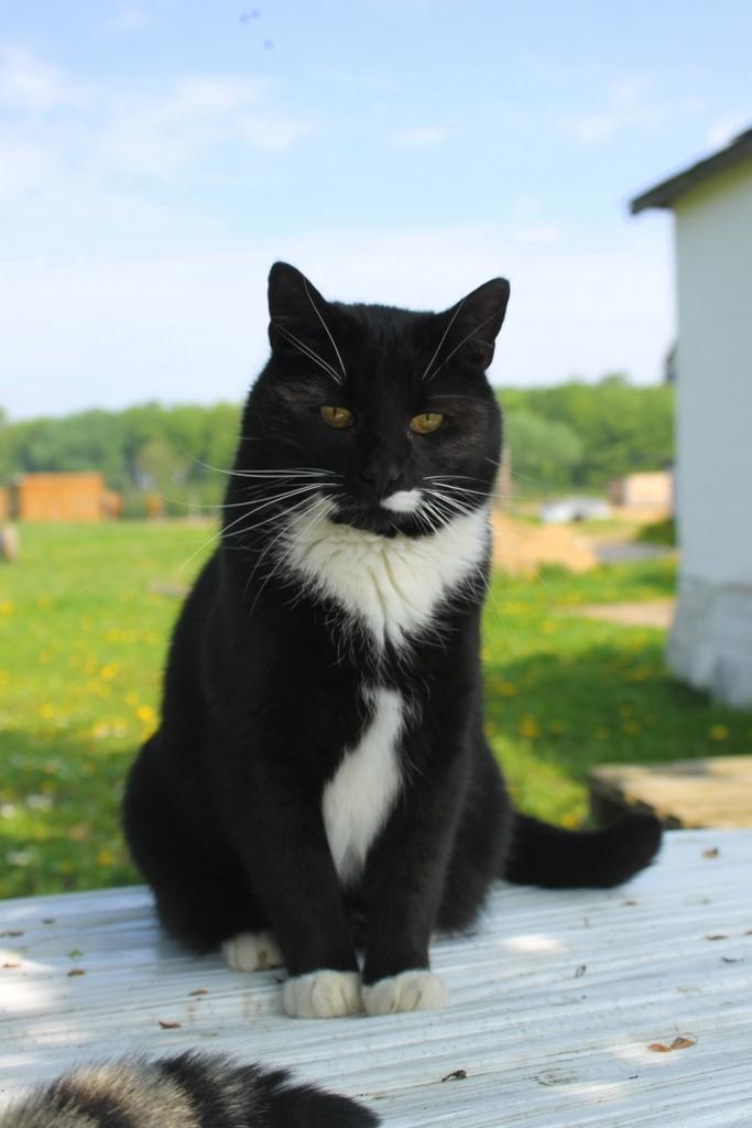 Huskat Gilbert billede 1