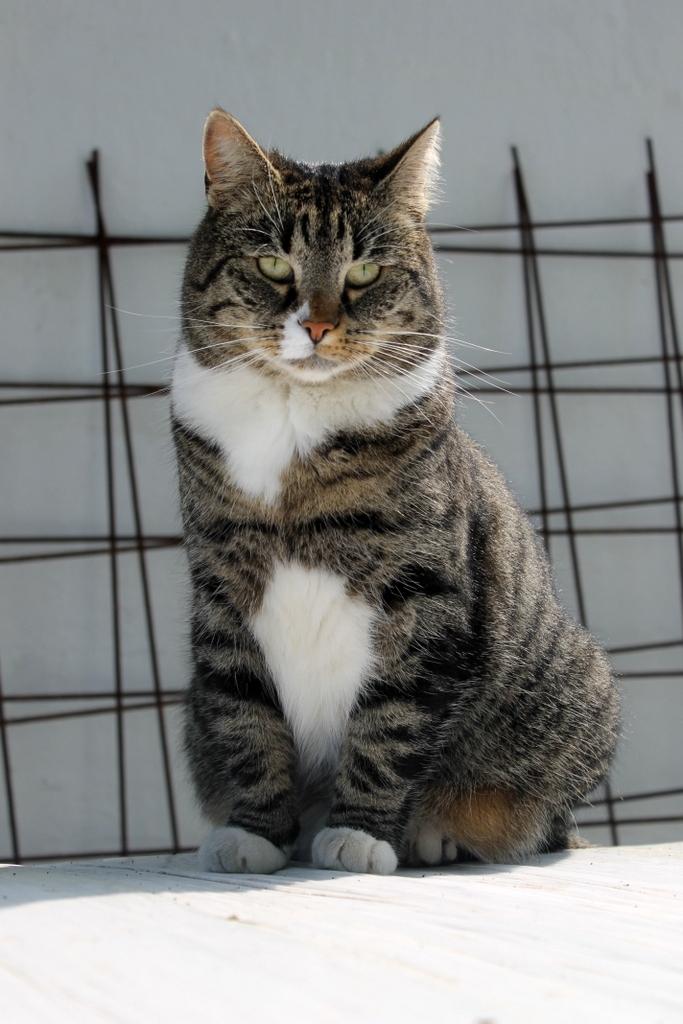 Huskat Fenja billede 2