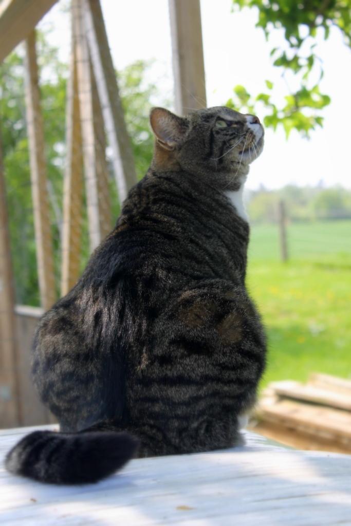 Huskat Fenja billede 18