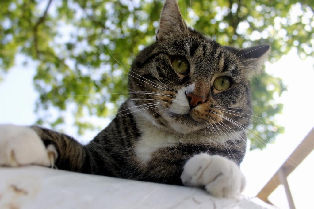 Huskat Fenja billede 14