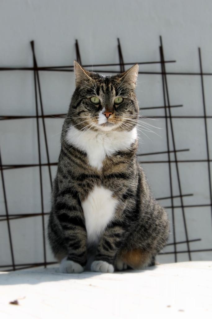 Huskat Fenja billede 19