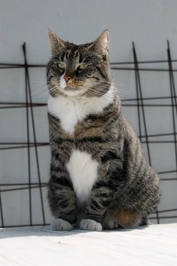 Huskat Fenja billede 11