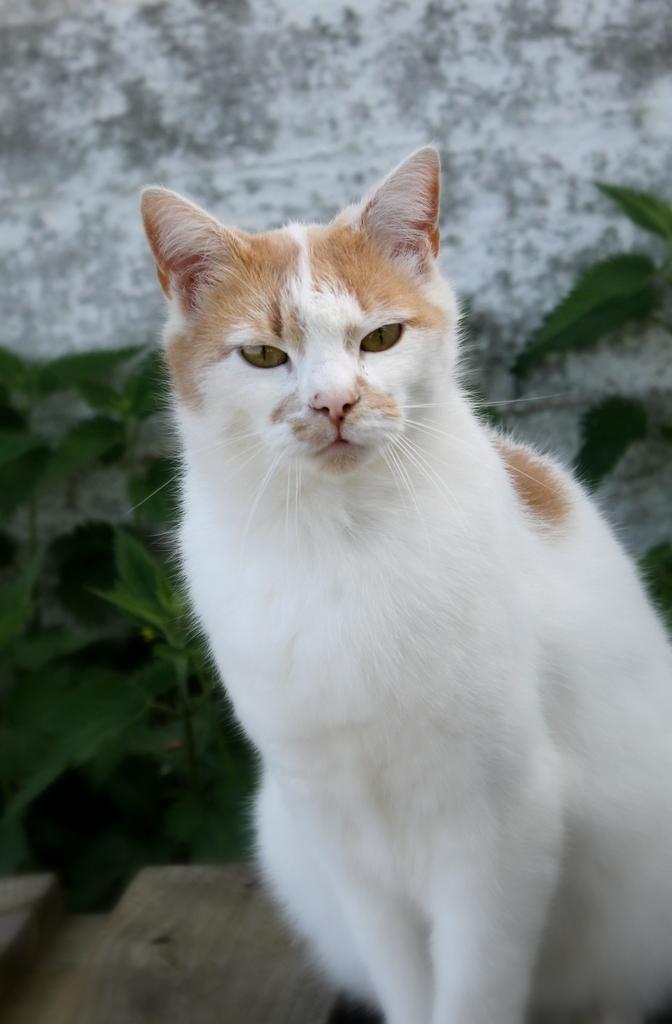 Huskat Bertram billede 1