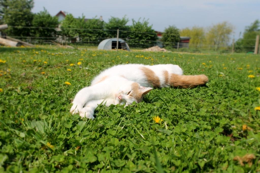 Huskat Bertram billede 3