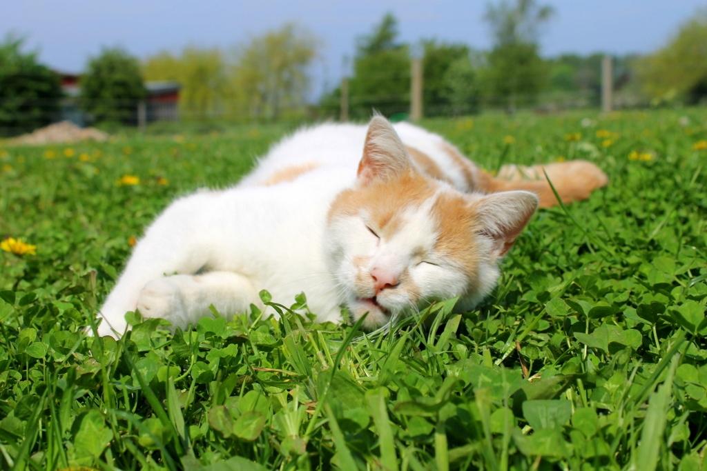 Huskat Bertram billede 19