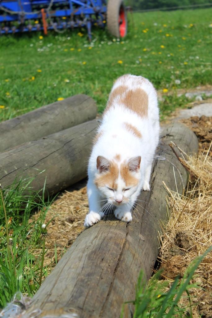 Huskat Bertram billede 9