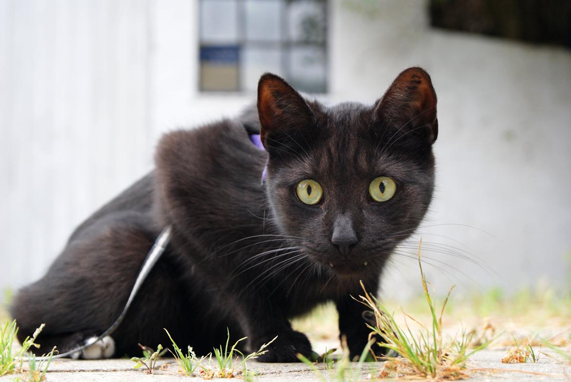 Huskat Bent Miau billede 1